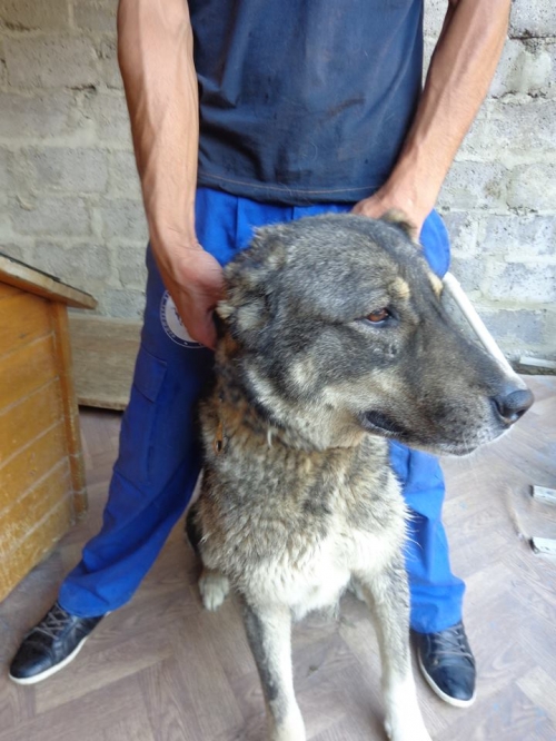 ქართული ქოფაკი ნენსი