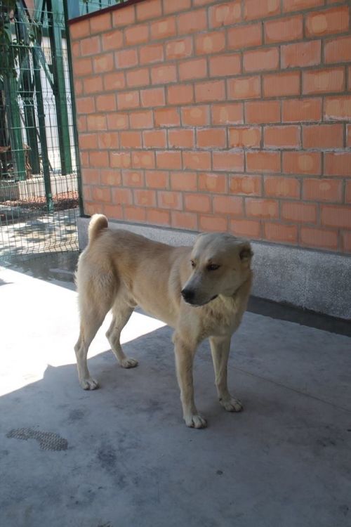 ქართული ნაგაზი უსახელო