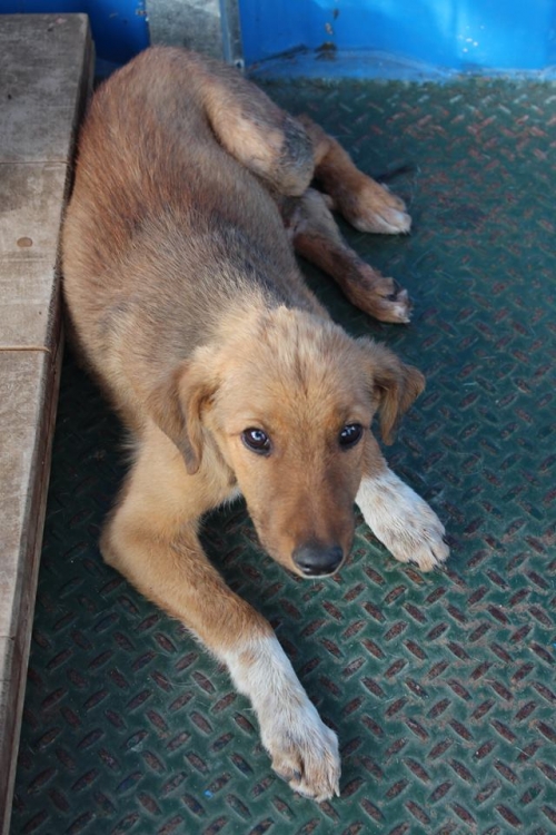 მეტისი უსახელო