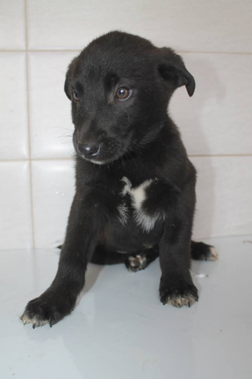 მეტისი უსახელო