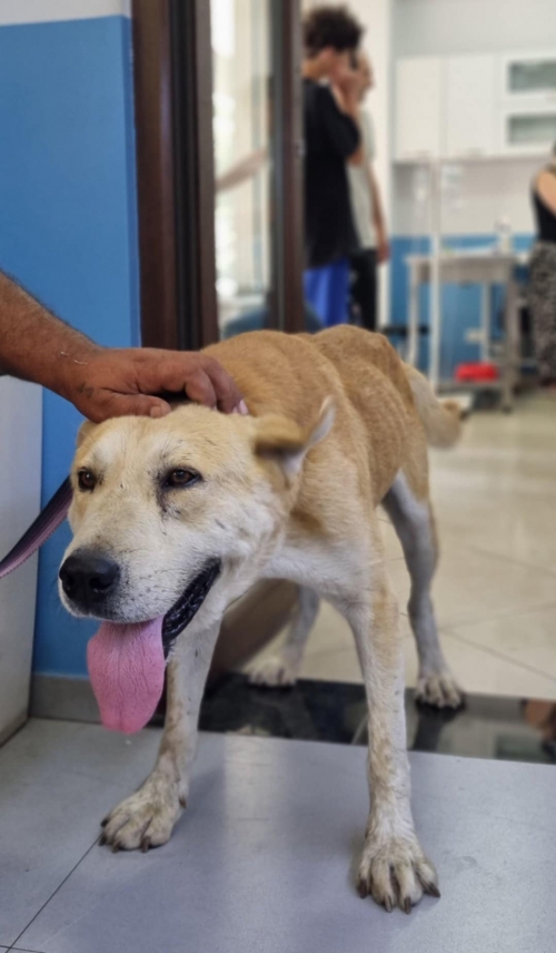 მეტისი ანანური