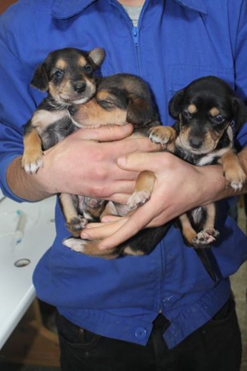 მეტისის ლეკვები უსახელო