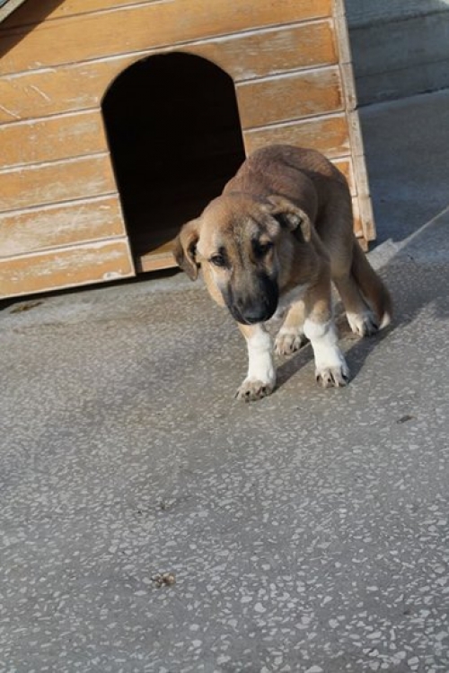 მეტისი უსახელო