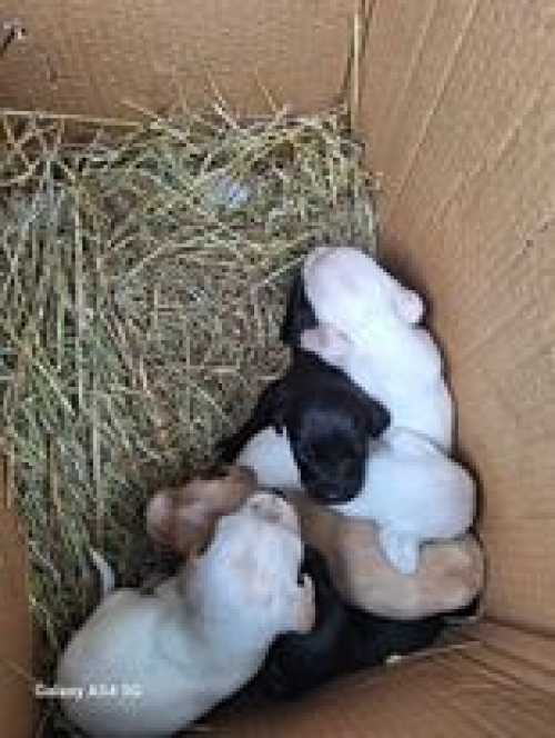 მეტისი ჩოხატაური