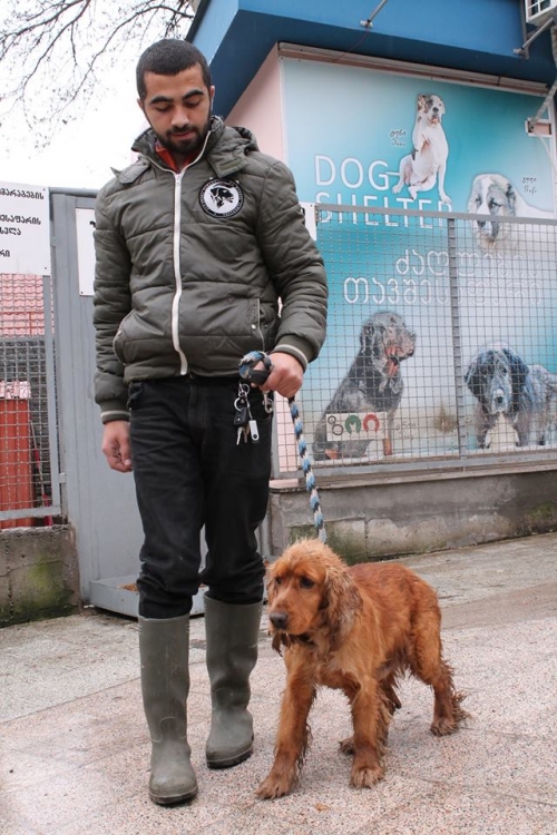 ინგლისური კოკერსპანელი უსახელო