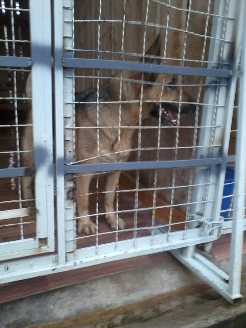 გერმანული ნაგაზი ალფა