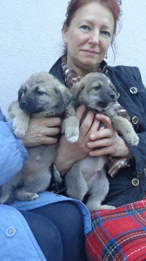 მეტისის ლეკვები უსახელოები