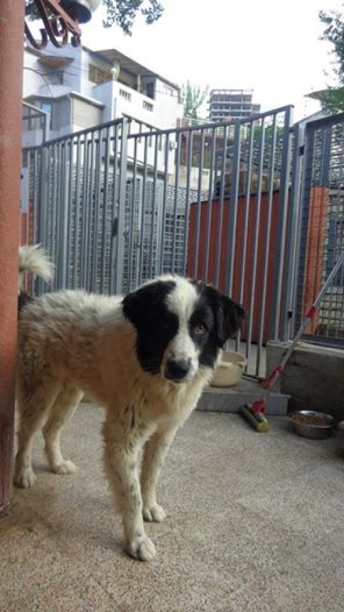 მეტისი პეპო