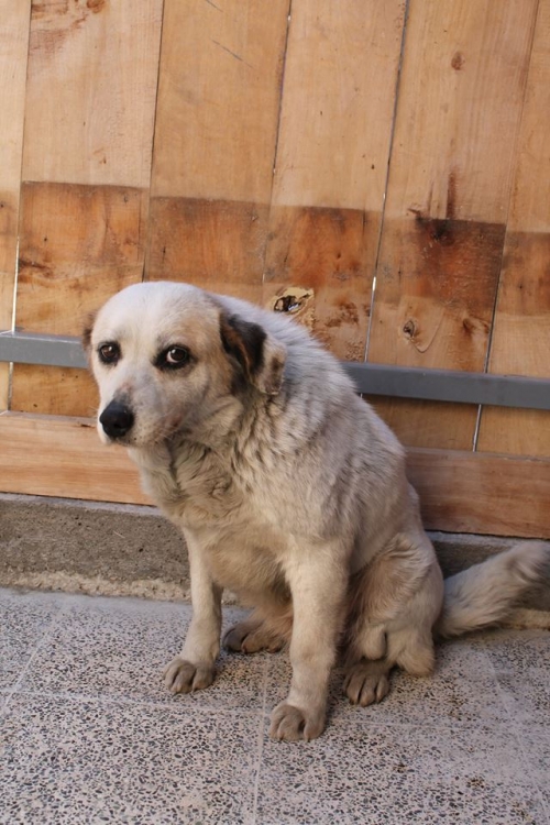 მეტისი უსახელო