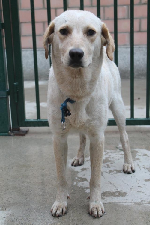 ლაბრადორის მეტისი ემი