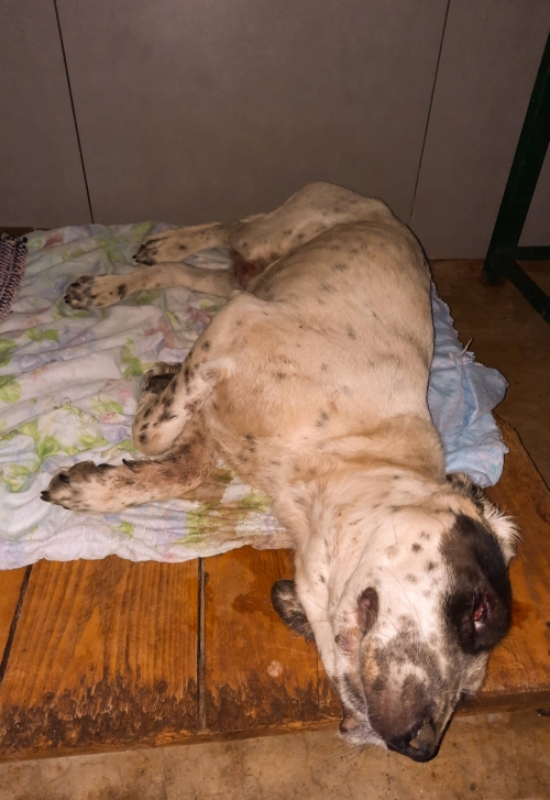 მეტისი ორთაჭალა გორგასლის ქუჩა