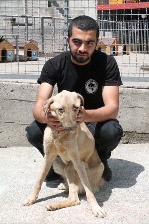 მეტისი ჯინა