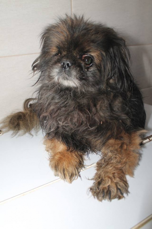 პეკინესი ტომი